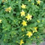 Hypericum calycinum Dziurawiec kielichowaty- Rośliny od Ogrodnika Szkółka Barcikowscy