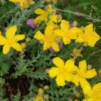 Hypericum polyphyllum Grandiflorum Dziurawiec wielolistny- Rośliny od Ogrodnika Szkółka Barcikowscy