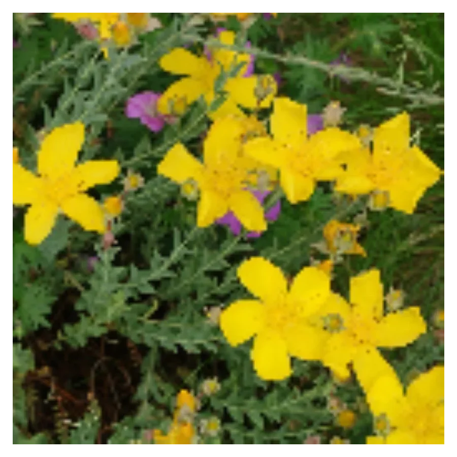 Hypericum polyphyllum Grandiflorum Dziurawiec wielolistny- Rośliny od Ogrodnika Szkółka Barcikowscy