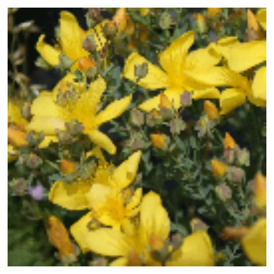 Hypericum polyphyllum Grandiflorum Dziurawiec wielolistny- Rośliny od Ogrodnika Szkółka Barcikowscy