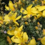 Hypericum polyphyllum Grandiflorum Dziurawiec wielolistny- Rośliny od Ogrodnika Szkółka Barcikowscy