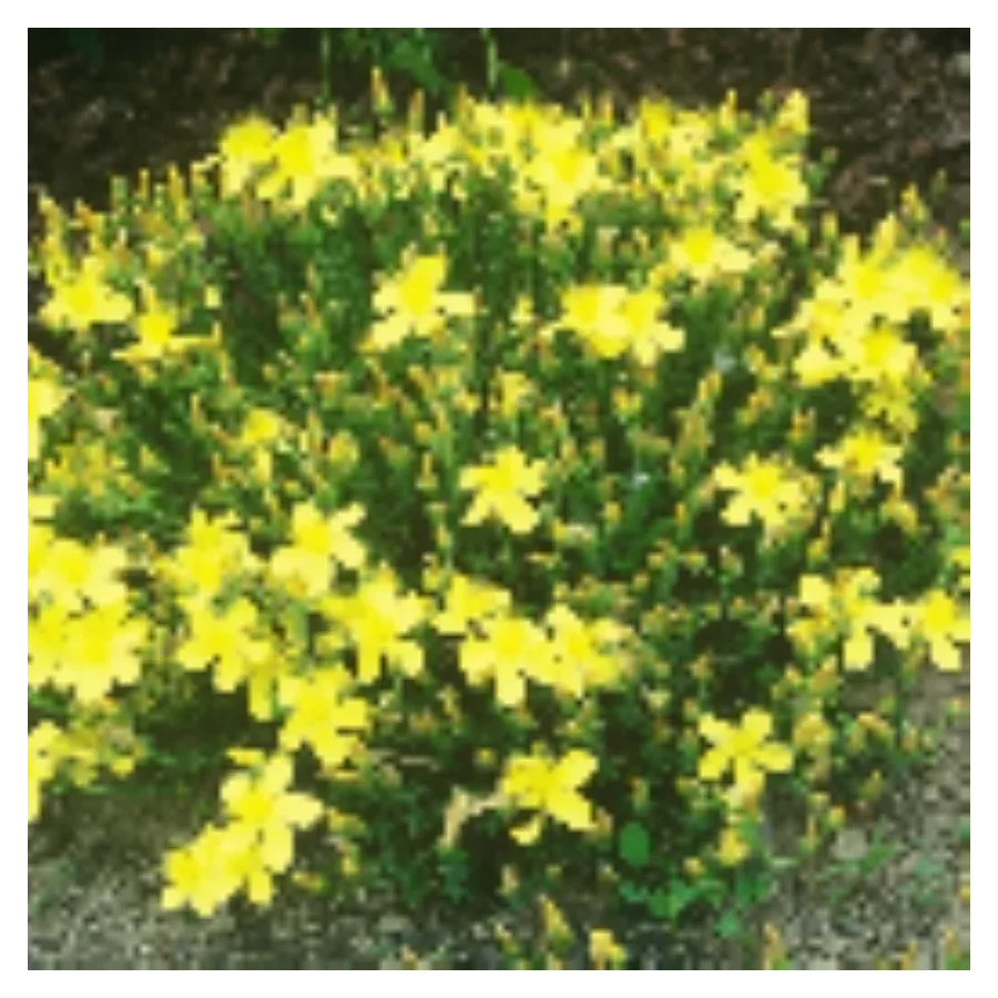 Hypericum polyphyllum Grandiflorum Dziurawiec wielolistny- Rośliny od Ogrodnika Szkółka Barcikowscy