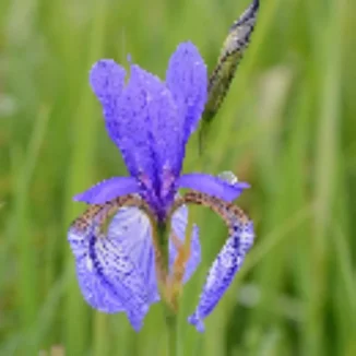 Iris sibirica Kosaciec syberyjski- Rośliny od Ogrodnika Szkółka Barcikowscy