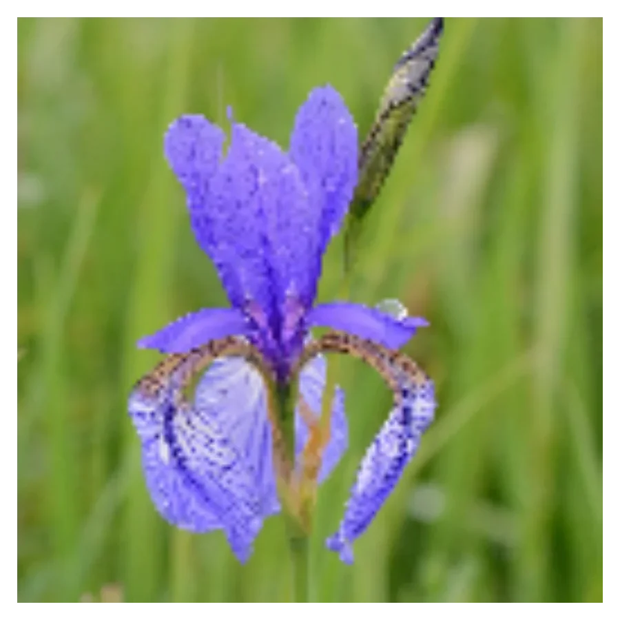 Iris sibirica Kosaciec syberyjski- Rośliny od Ogrodnika Szkółka Barcikowscy