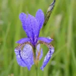 Iris sibirica Kosaciec syberyjski- Rośliny od Ogrodnika Szkółka Barcikowscy