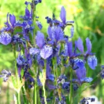 Iris sibirica Kosaciec syberyjski- Rośliny od Ogrodnika Szkółka Barcikowscy