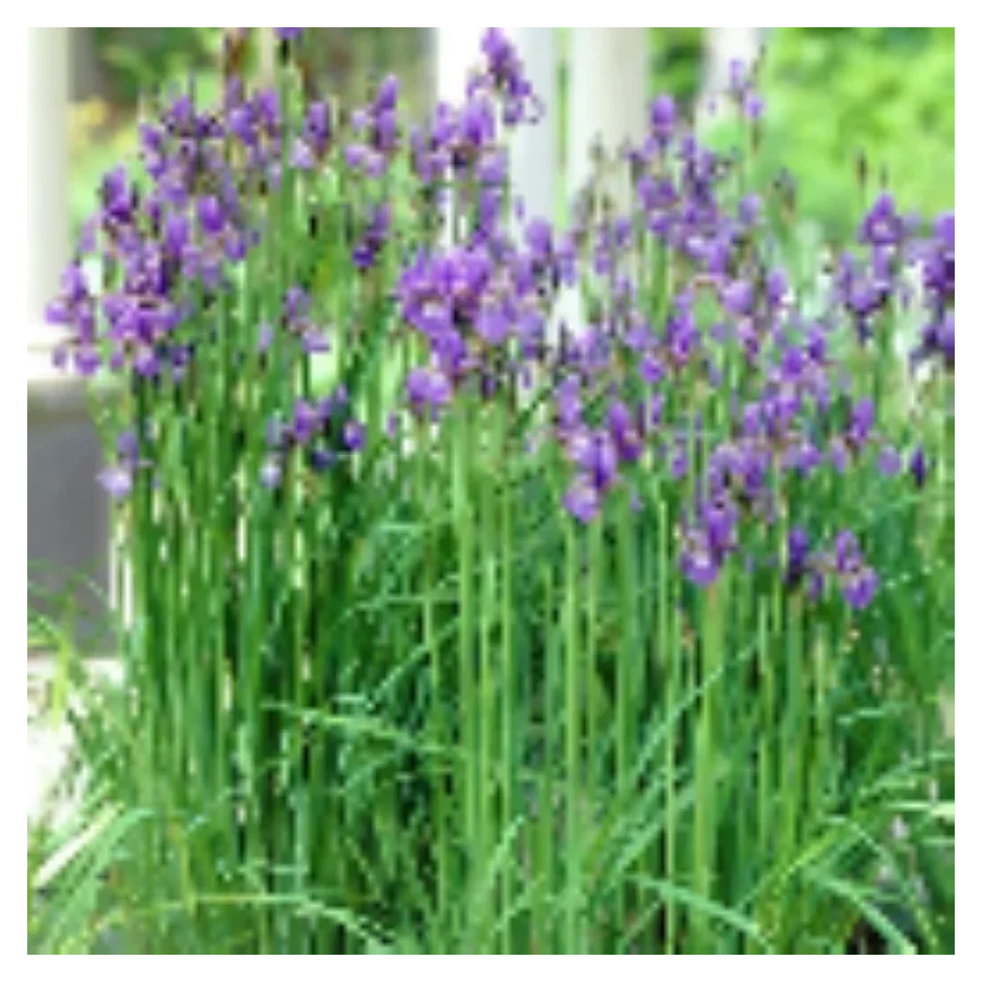 Iris sibirica Kosaciec syberyjski- Rośliny od Ogrodnika Szkółka Barcikowscy