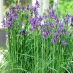 Iris sibirica Kosaciec syberyjski- Rośliny od Ogrodnika Szkółka Barcikowscy