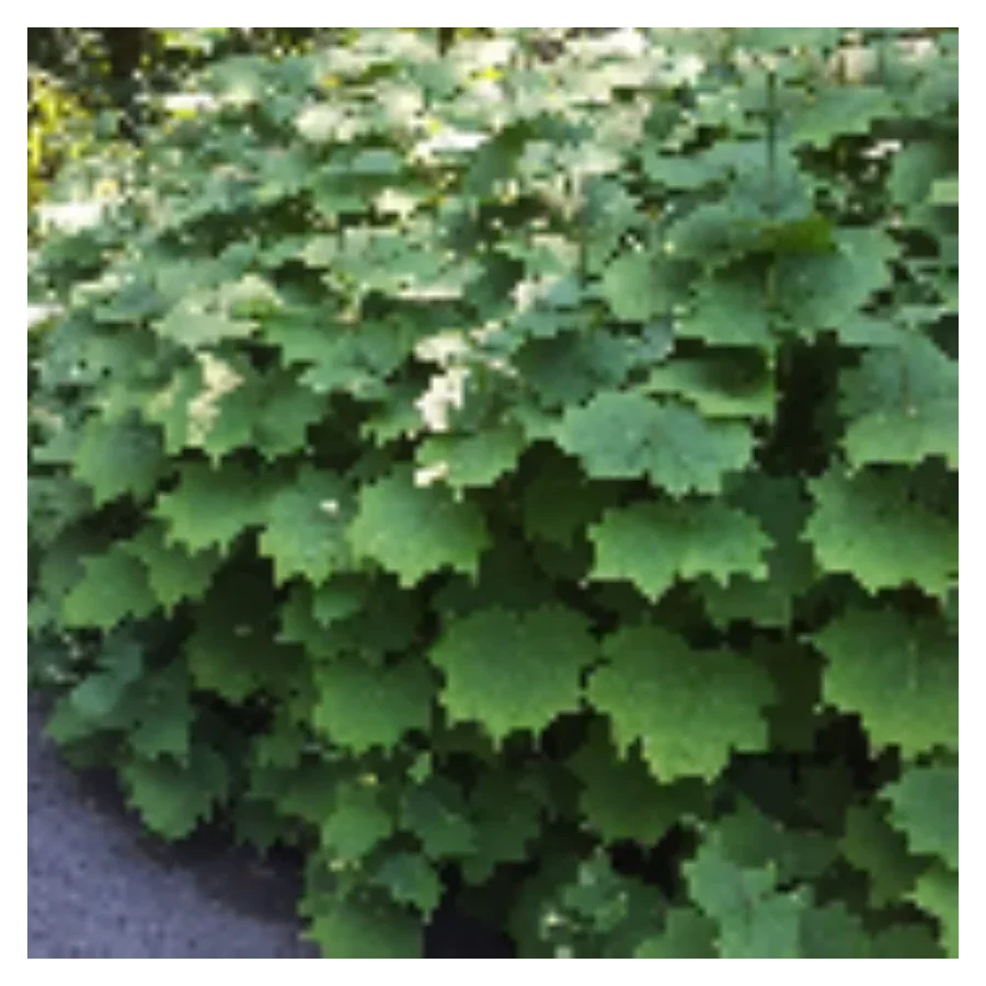 Kirengeshoma Palmata Kirengeszoma dłoniasta- Rośliny od Ogrodnika Szkółka Barcikowscy