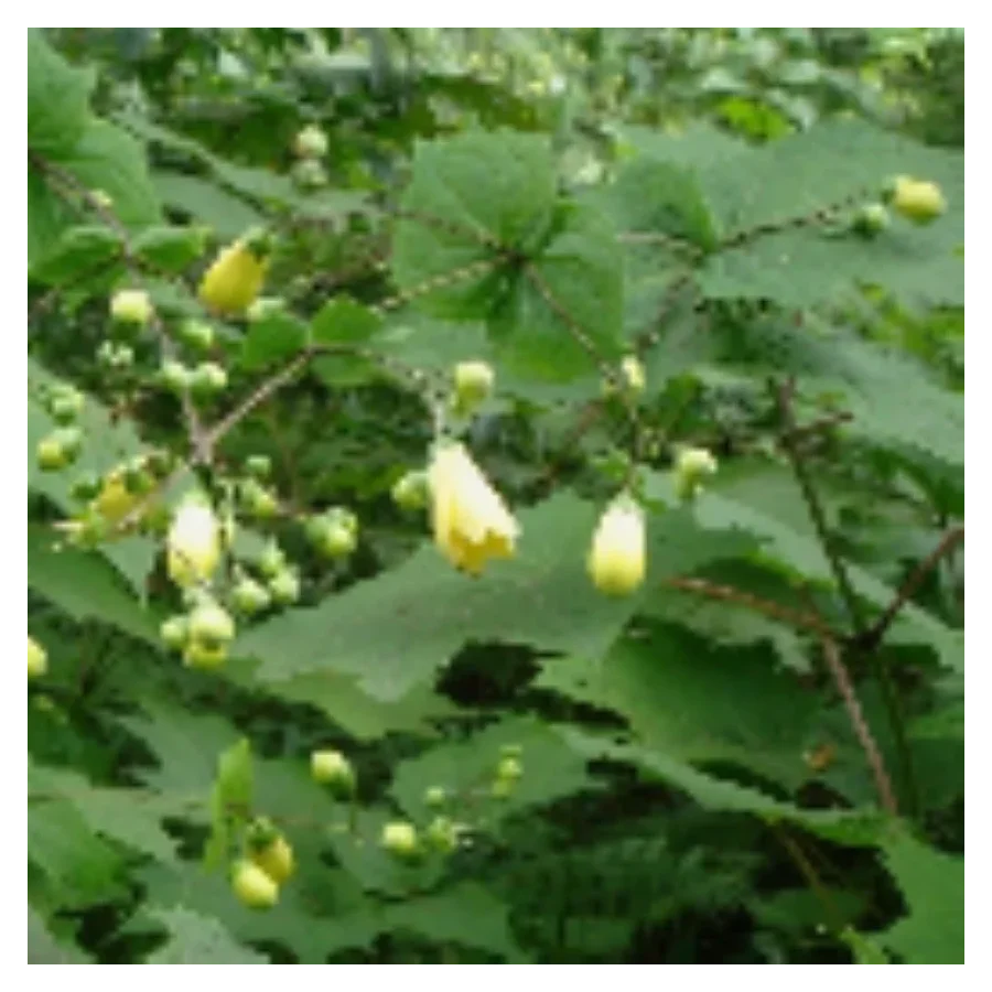 Kirengeshoma Palmata Kirengeszoma dłoniasta- Rośliny od Ogrodnika Szkółka Barcikowscy