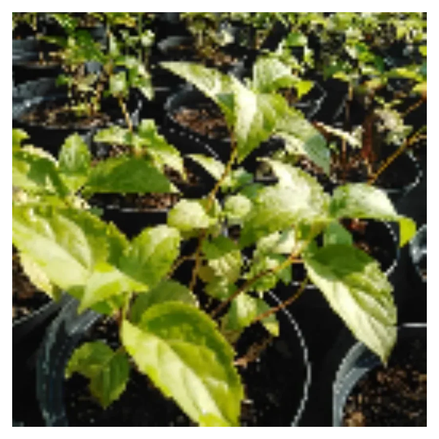 Kirengeshoma Palmata Kirengeszoma dłoniasta- Rośliny od Ogrodnika Szkółka Barcikowscy