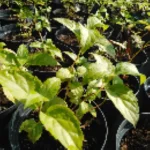 Kirengeshoma Palmata Kirengeszoma dłoniasta- Rośliny od Ogrodnika Szkółka Barcikowscy