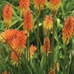 Kniphofia Flamenco Trytoma- Rośliny od Ogrodnika Szkółka Barcikowscy