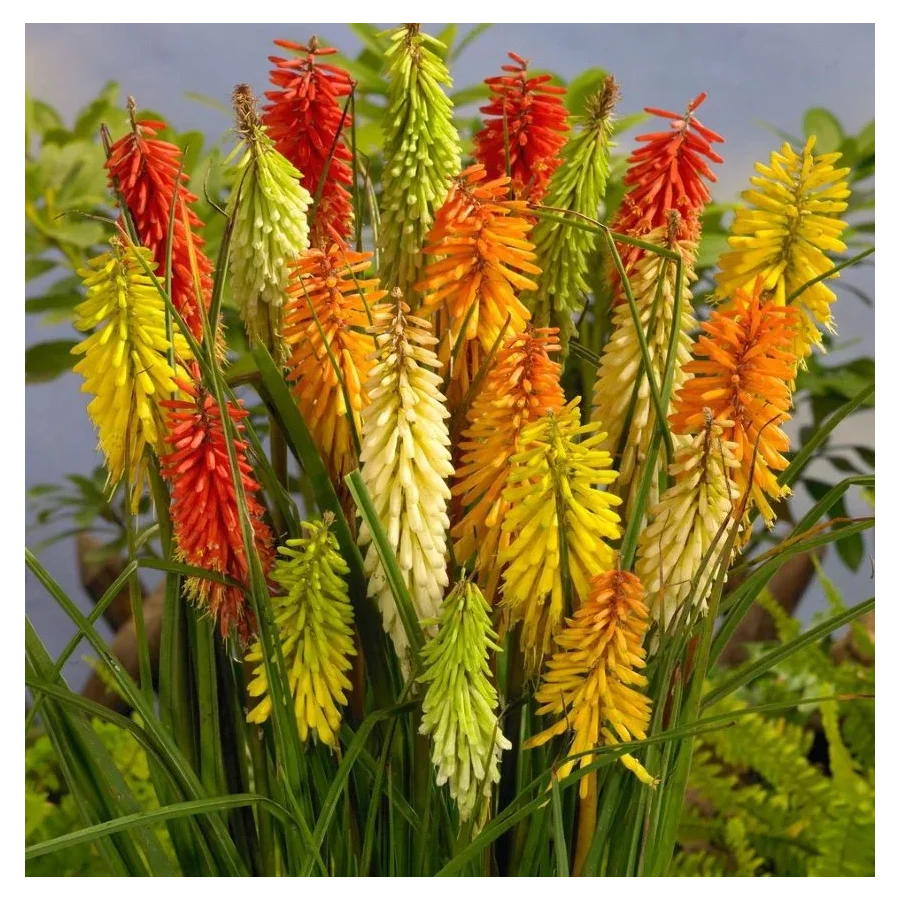 Kniphofia Mango Popsicle Trytoma- Rośliny od Ogrodnika Szkółka Barcikowscy