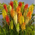 Kniphofia Mango Popsicle Trytoma- Rośliny od Ogrodnika Szkółka Barcikowscy