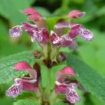 Lamium orvala Jasnota wielkokwiatowa- Rośliny od Ogrodnika Szkółka Barcikowscy