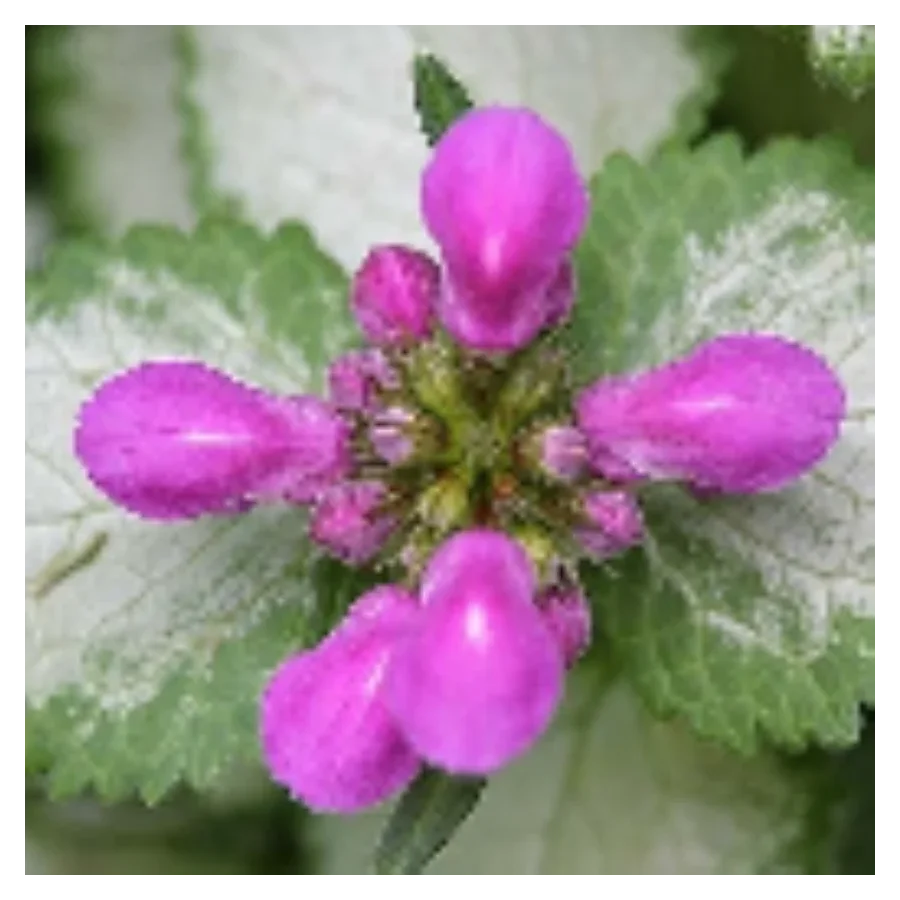 Lamium maculatum Purple Dragon Jasnota - Rośliny od Ogrodnika Szkółka Barcikowscy
