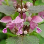 Lamium maculatum Jasnota plamista- Rośliny od Ogrodnika Szkółka Barcikowscy