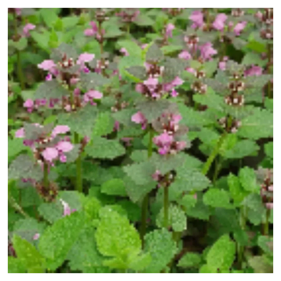 Lamium maculatum Jasnota plamista- Rośliny od Ogrodnika Szkółka Barcikowscy