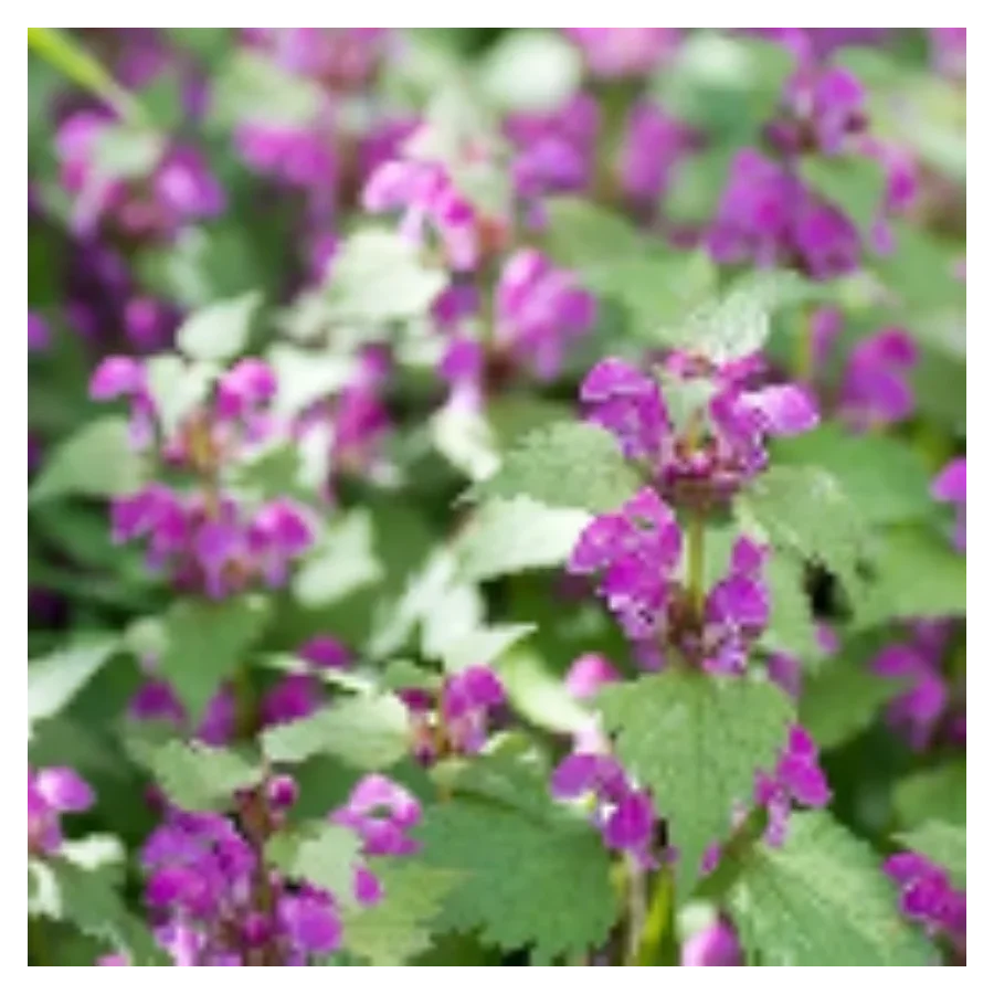 Lamium maculatum Jasnota plamista- Rośliny od Ogrodnika Szkółka Barcikowscy