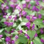 Lamium maculatum Jasnota plamista- Rośliny od Ogrodnika Szkółka Barcikowscy