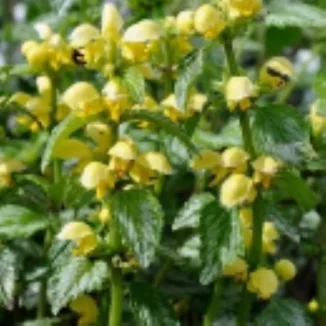 Lamium maculatum Golden Anniversary Jasnota plamista- Rośliny od Ogrodnika Szkółka Barcikowscy