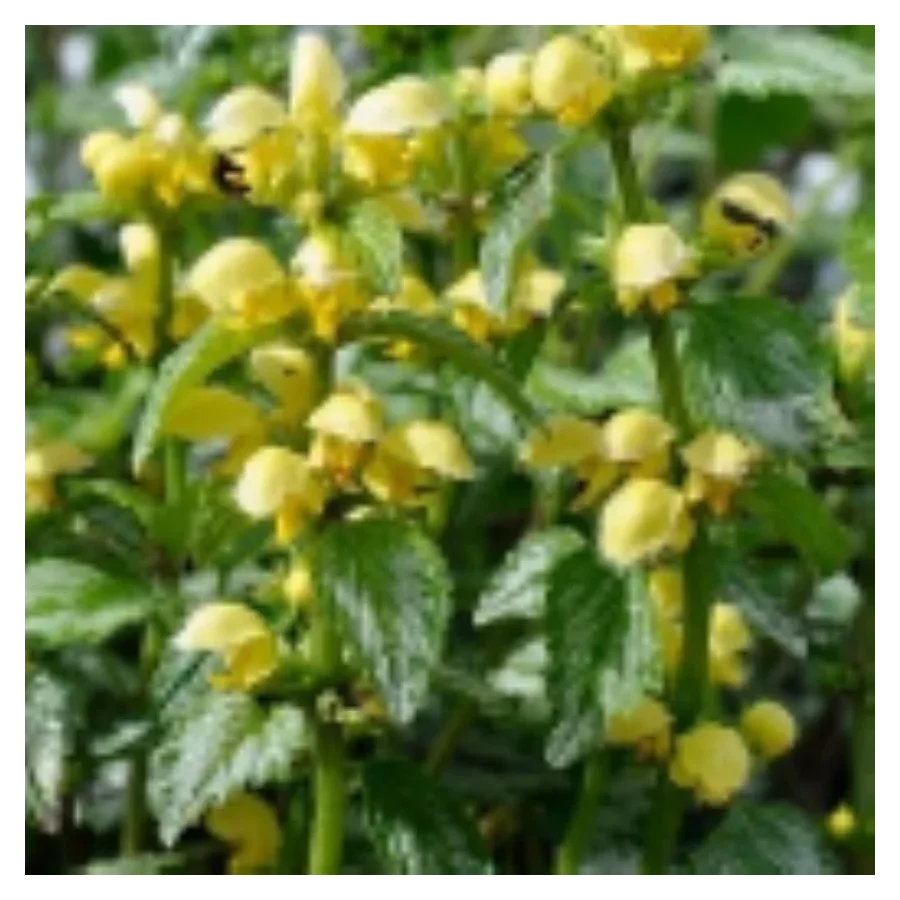 Lamium maculatum Golden Anniversary Jasnota plamista- Rośliny od Ogrodnika Szkółka Barcikowscy