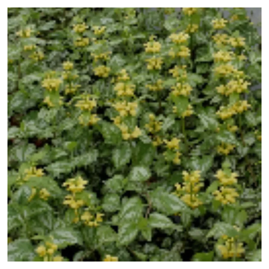 Lamium maculatum Golden Anniversary Jasnota plamista- Rośliny od Ogrodnika Szkółka Barcikowscy