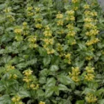Lamium maculatum Golden Anniversary Jasnota plamista- Rośliny od Ogrodnika Szkółka Barcikowscy