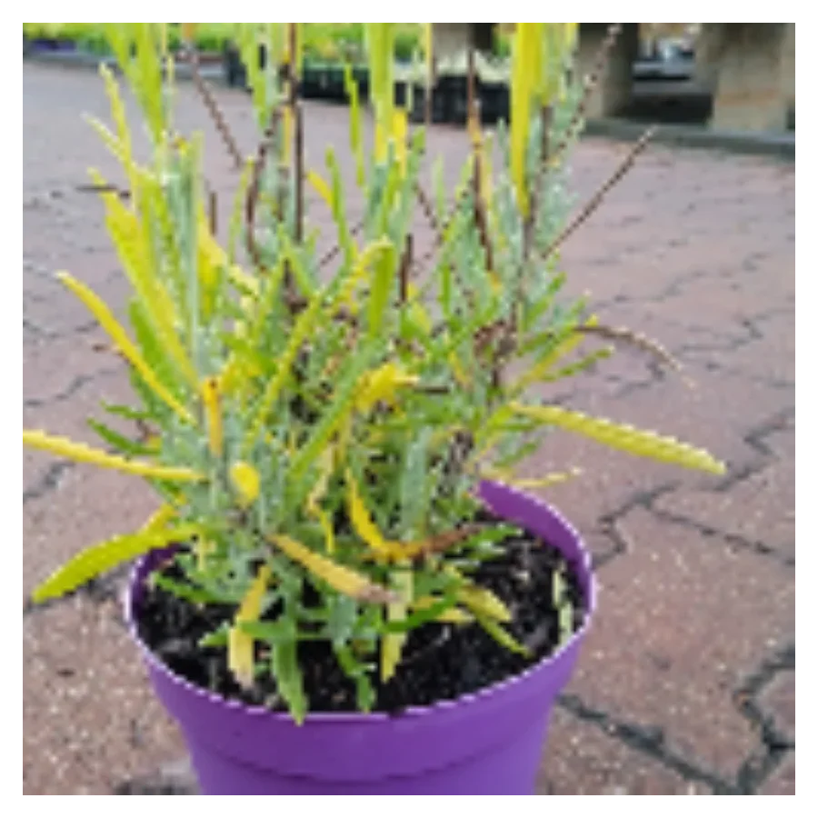 Lavandula x intermedia Provence Lawenda pośrednia - Rośliny od Ogrodnika Szkółka Barcikowscy