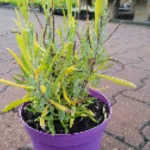 Lavandula x intermedia Provence Lawenda pośrednia - Rośliny od Ogrodnika Szkółka Barcikowscy