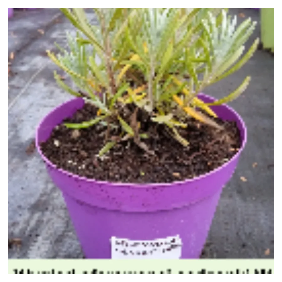 Lavendula x intermedia Sensational Lawenda pośrednia- Rośliny od Ogrodnika Szkółka Barcikowscy