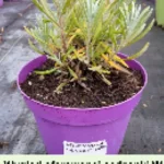 Lavendula x intermedia Sensational Lawenda pośrednia- Rośliny od Ogrodnika Szkółka Barcikowscy