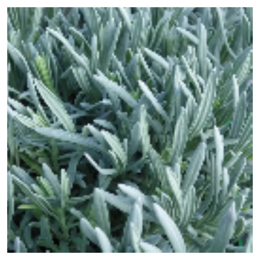 Lavandula intermedia Dutch Lawenda pośrednia- Rośliny od Ogrodnika Szkółka Barcikowscy