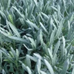 Lavandula intermedia Dutch Lawenda pośrednia- Rośliny od Ogrodnika Szkółka Barcikowscy