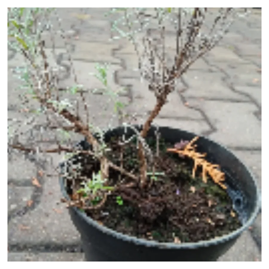 Lavandula angustifolia Ardeche Blue Lawenda wąskolistna- Rośliny od Ogrodnika Szkółka Barcikowscy