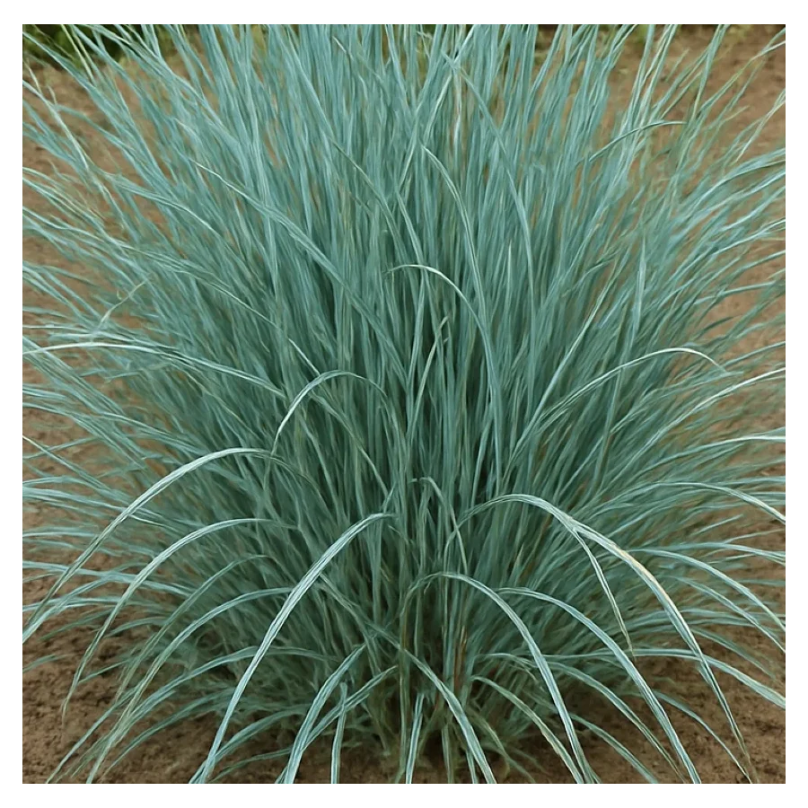 Leymus arenarius Blue Dune Wydmuchrzyca piaskowa - Rośliny od Ogrodnika Szkółka Barcikowscy