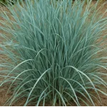 Leymus arenarius Blue Dune Wydmuchrzyca piaskowa - Rośliny od Ogrodnika Szkółka Barcikowscy