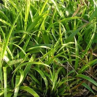 Luzula sylvatica Kosmatka olbrzymia- Rośliny od Ogrodnika Szkółka Barcikowscy