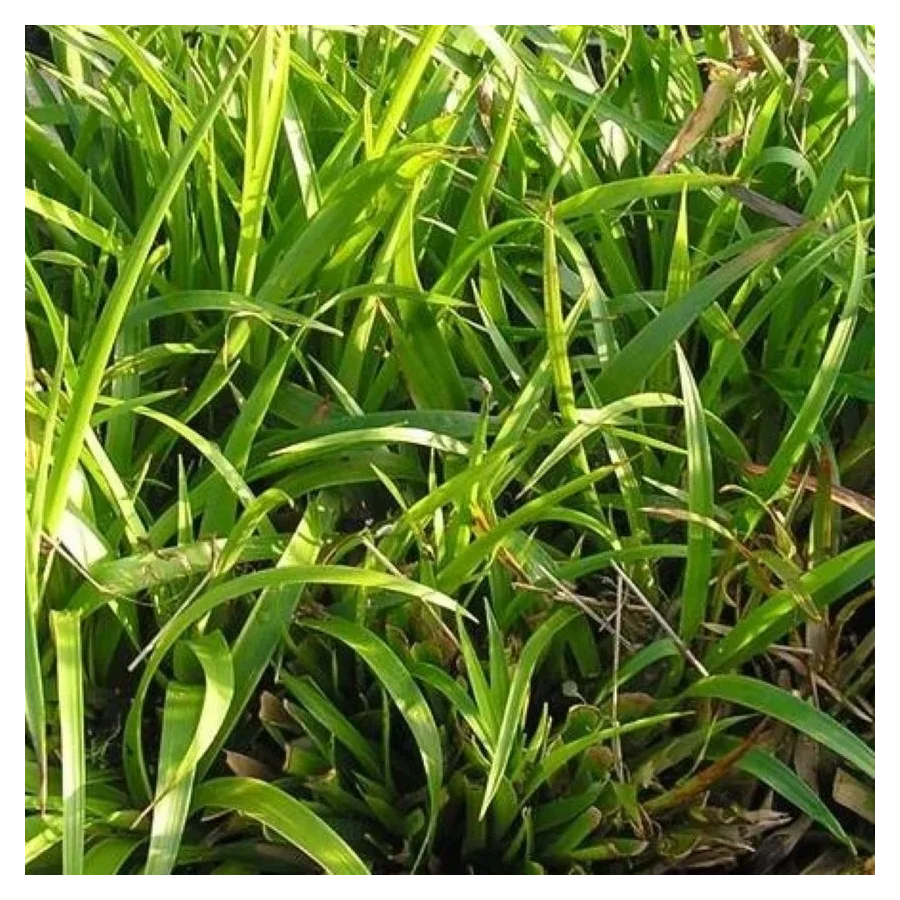 Luzula sylvatica Kosmatka olbrzymia- Rośliny od Ogrodnika Szkółka Barcikowscy