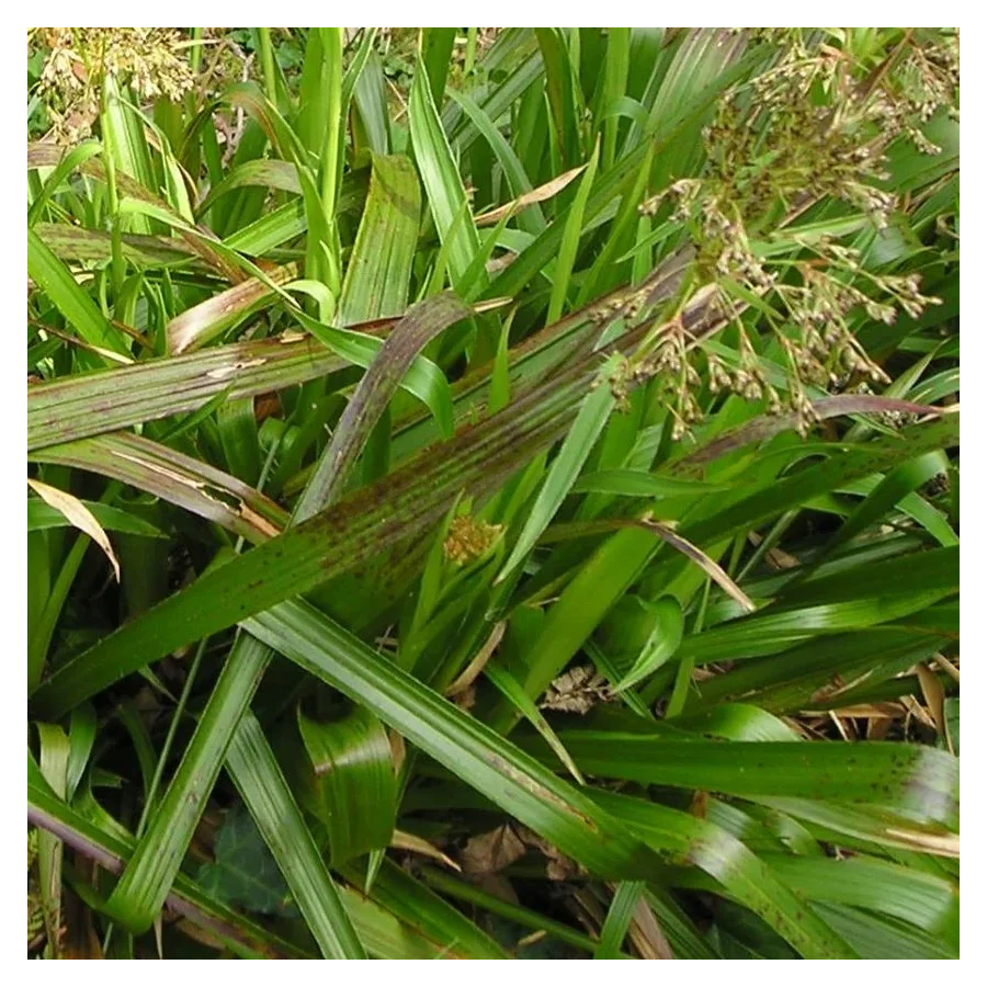 Luzula sylvatica Kosmatka olbrzymia- Rośliny od Ogrodnika Szkółka Barcikowscy