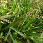 Luzula sylvatica Kosmatka olbrzymia- Rośliny od Ogrodnika Szkółka Barcikowscy