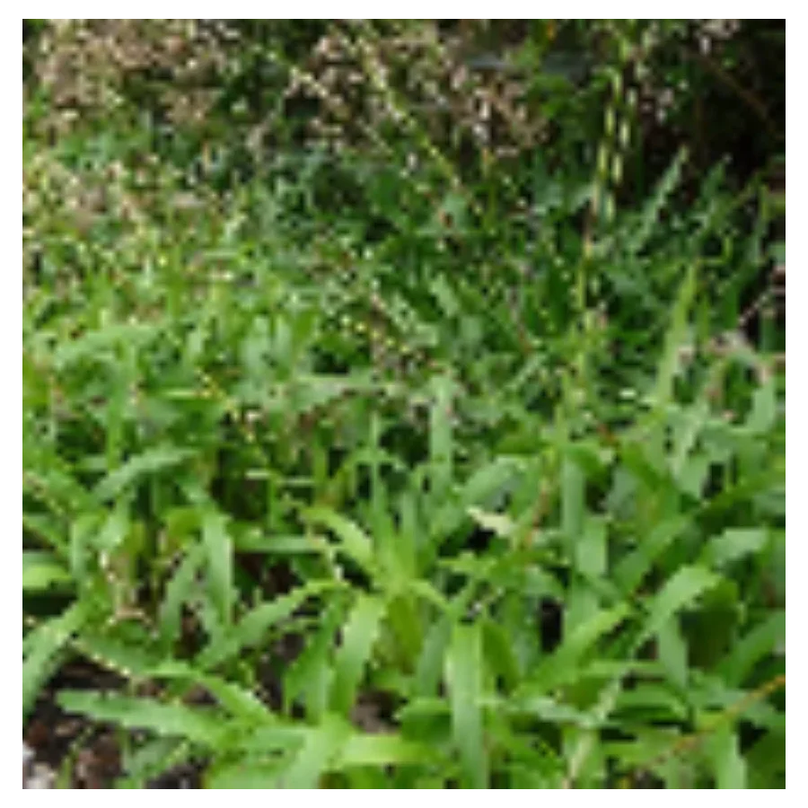 Luzula sylvatica Kosmatka olbrzymia- Rośliny od Ogrodnika Szkółka Barcikowscy