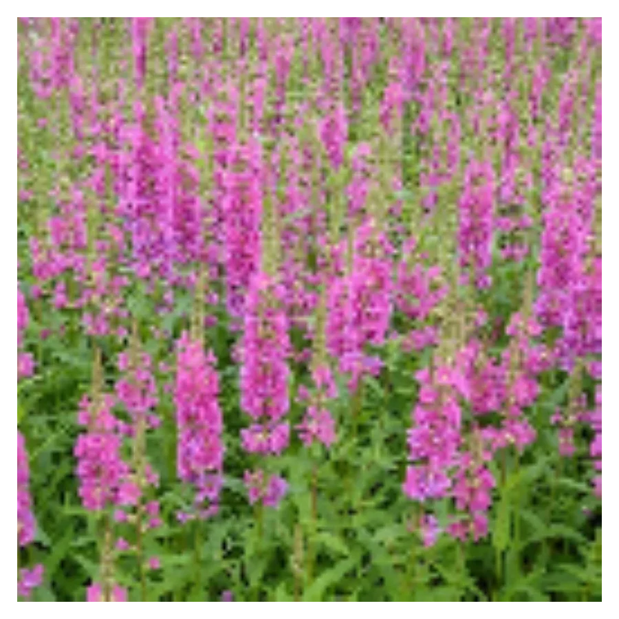 Lythrum salicaria Robert Krwawnica pospolita- Rośliny od Ogrodnika Szkółka Barcikowscy