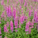 Lythrum salicaria Robert Krwawnica pospolita- Rośliny od Ogrodnika Szkółka Barcikowscy