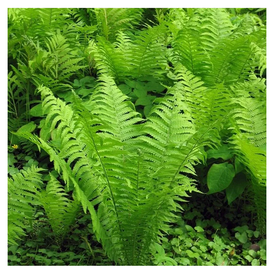 Matteuccia struthiopteris Pióropusznik strusi- Rośliny od Ogrodnika Szkółka Barcikowscy