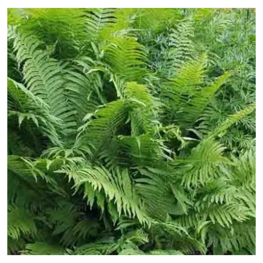 Matteuccia struthiopteris Pióropusznik strusi- Rośliny od Ogrodnika Szkółka Barcikowscy