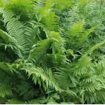Matteuccia struthiopteris Pióropusznik strusi- Rośliny od Ogrodnika Szkółka Barcikowscy