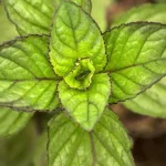 Mentha Rotundifolia Eau de Cologne-Rośliny od Ogrodnika Szkółka Barcikowscy