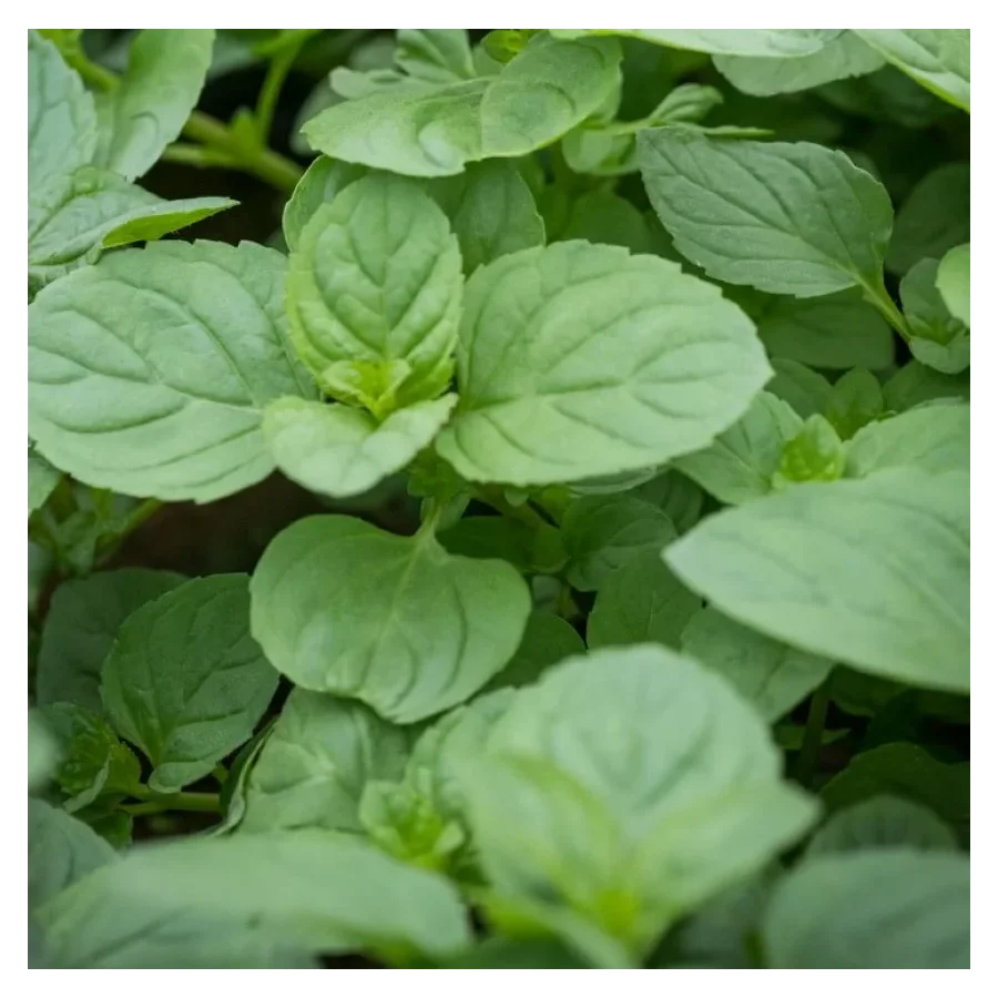 Mentha Rotundifolia Eau de Cologne-Rośliny od Ogrodnika Szkółka Barcikowscy
